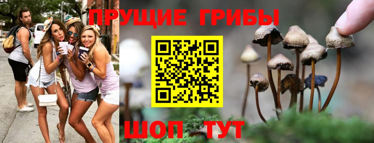 Зерноград  Галлюциногенные грибы GOLDEN TEACHER  Галлюциногенные грибы GOLDEN TEACHER  Вход с VPN 
